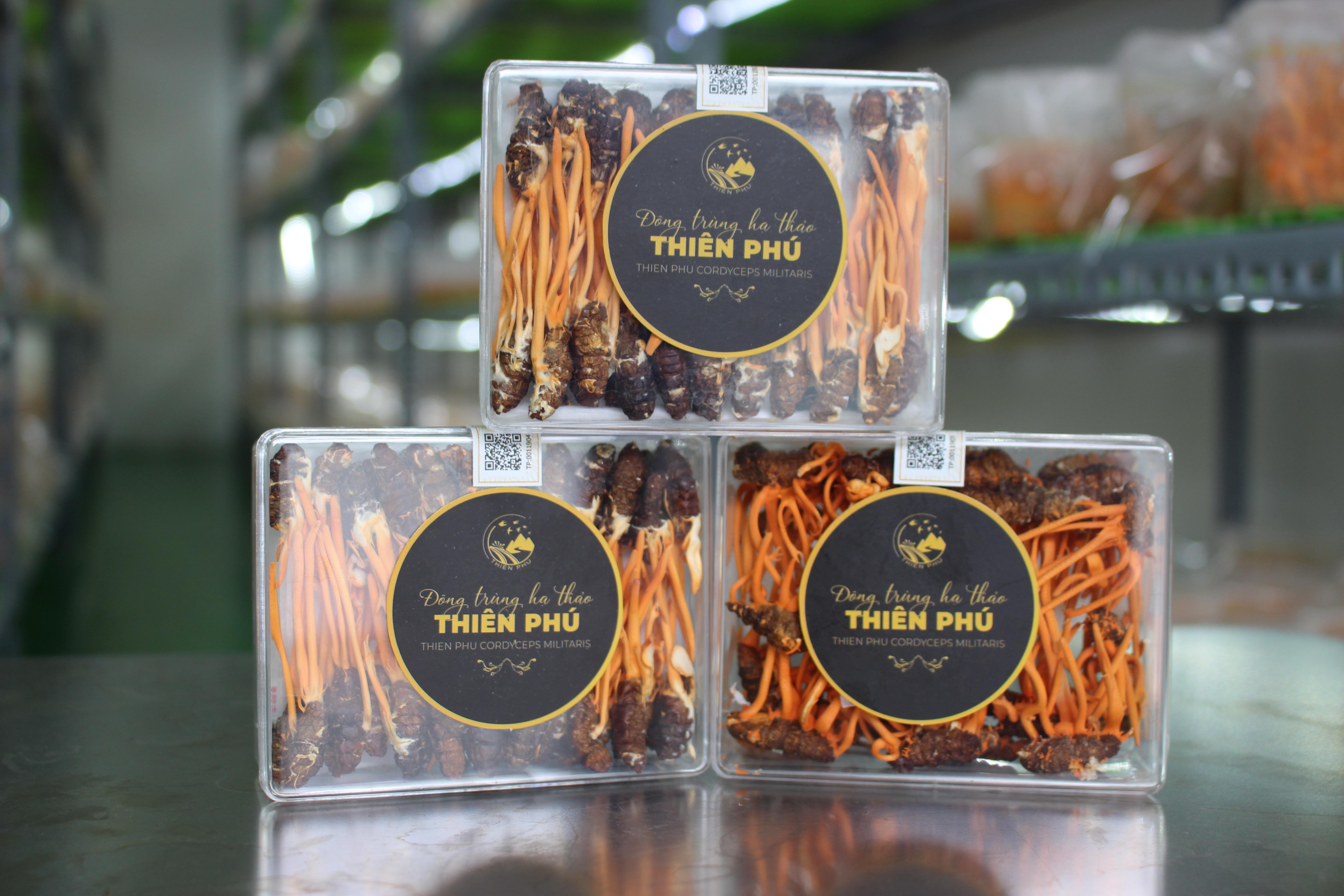 Đông trùng hạ thảo ký chủ nhộng tằm nguyên con - 12,5gr