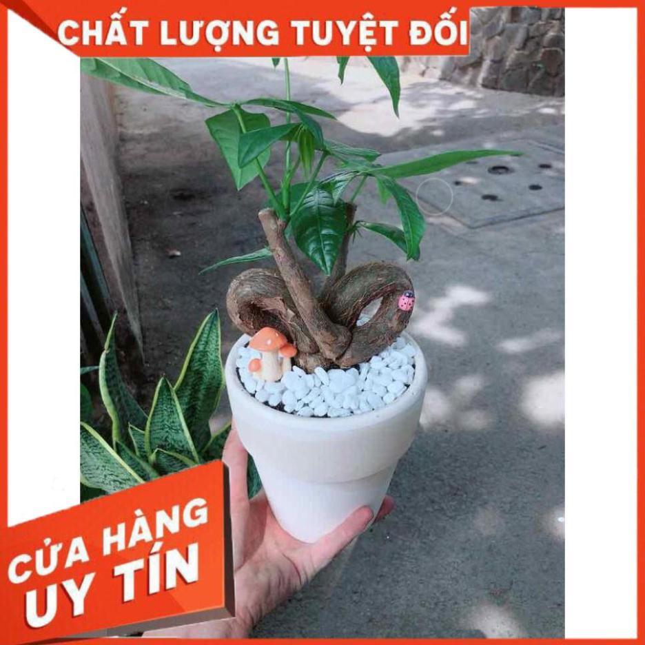 Chậu kim ngân nơ có trang trí Nhiều Người Mua