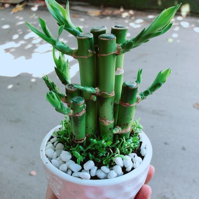 Chậu Trúc Phát Tài