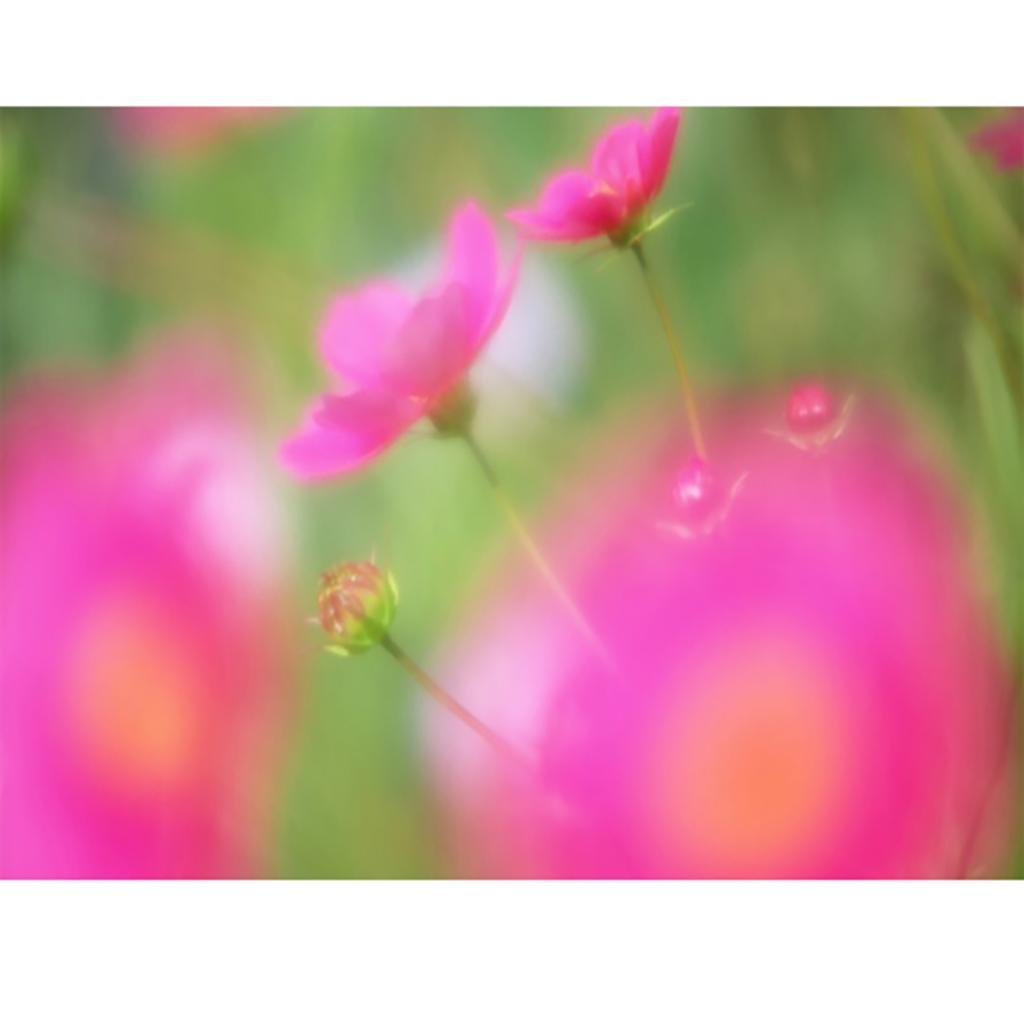 77mm Portrait Soft Soften Diffuser Effect  For