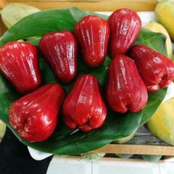 Sản phẩm CÂY GIỐNG ROI ĐỎ