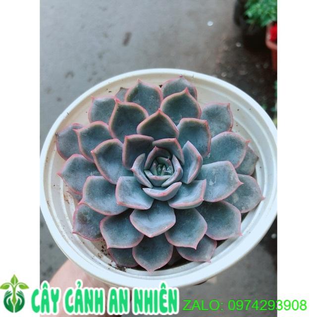 Sen Đá Tím Cánh Cứng