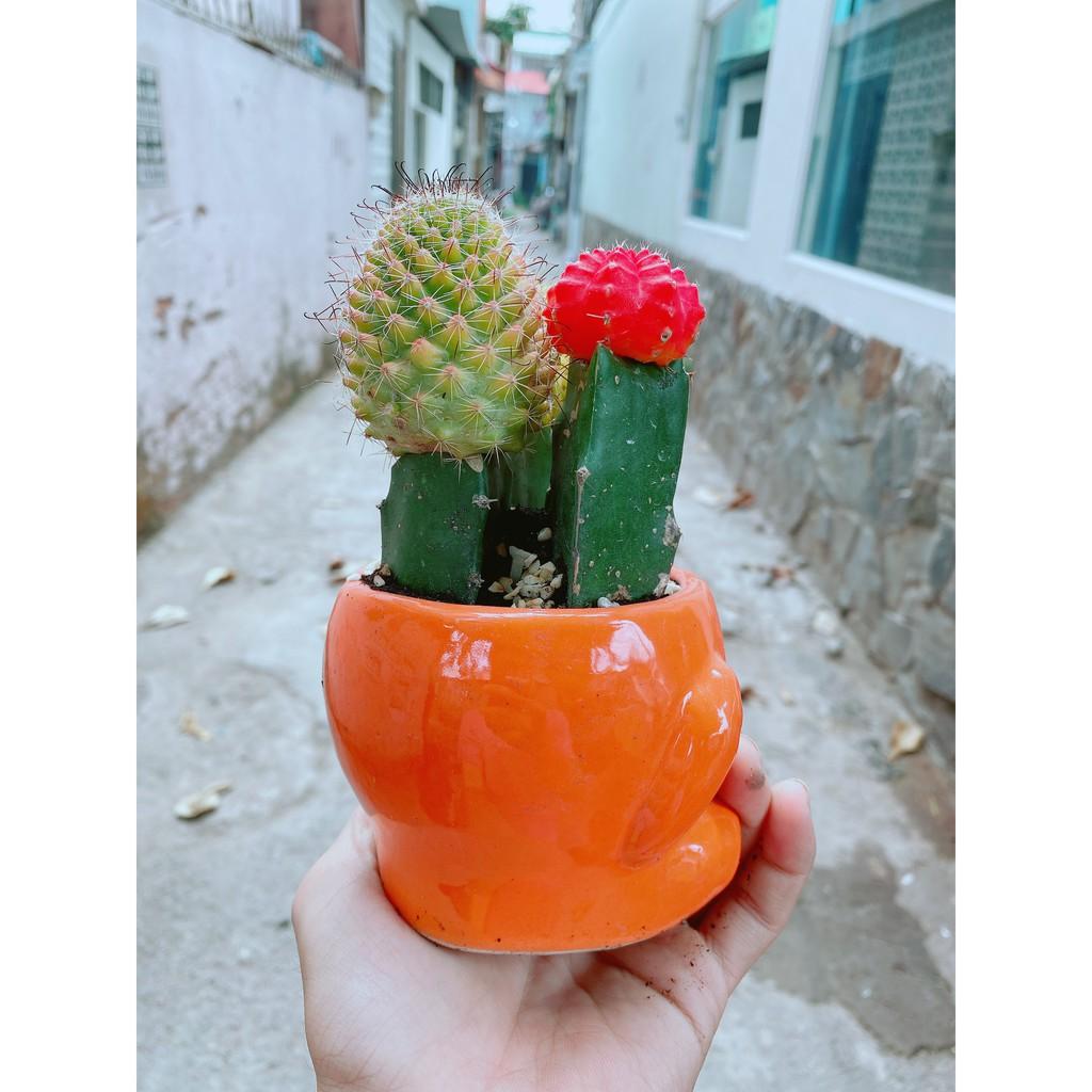 Chậu xương rồng tiểu cảnh