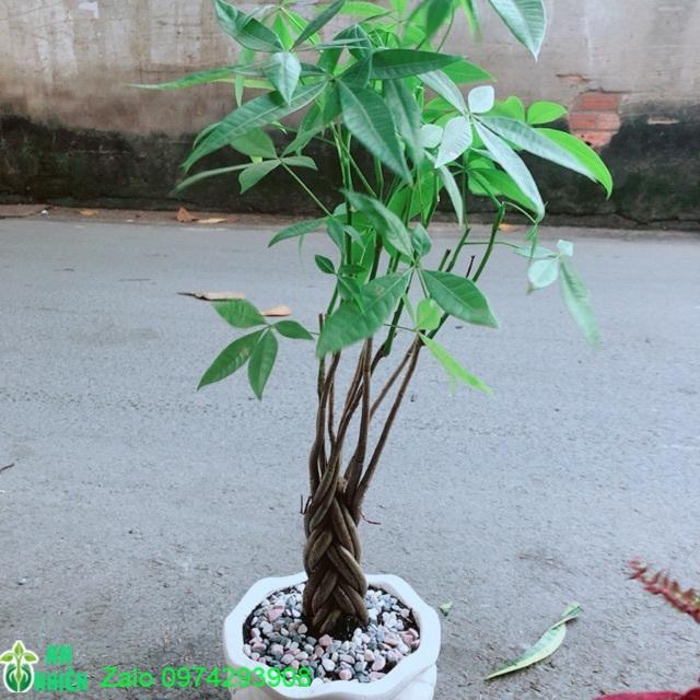 Chậu Kim Ngân Thắt Bính