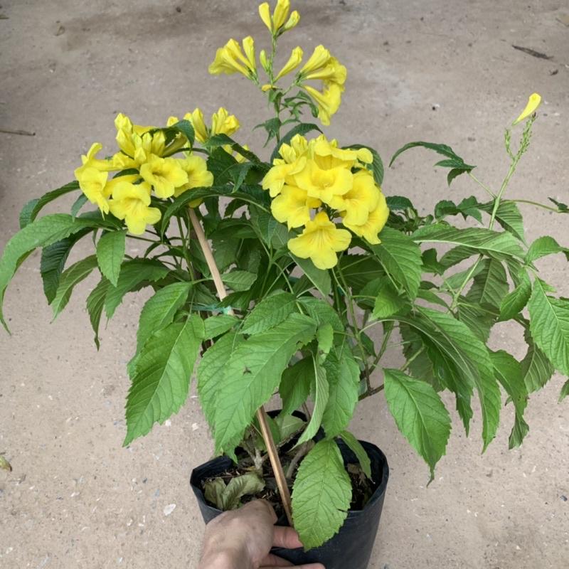 Cây chuông vàng cao 40cm, cây hoa nở quanh năm, trồng tạo bóng mát trang trí sân vườn, công trình