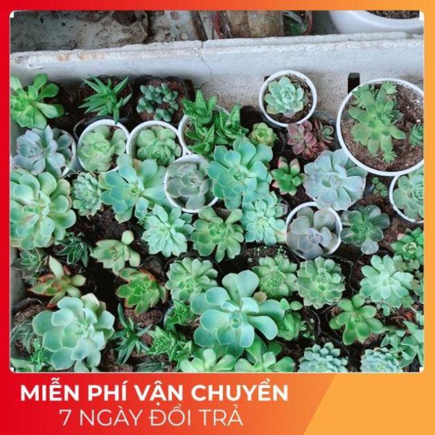 Combo 10 cây sen đá