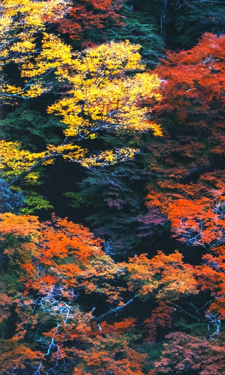 Sách Shinrin Yoku - Nghệ Thuật Tắm Rừng Của Người Nhật