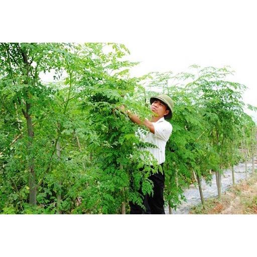 CÂY GIỐNG CHÙM NGÂY-cây choai