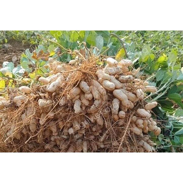Phân bón Siêu to củ, xuống củ cực mạnh, củ sai, to đều, nặng ký