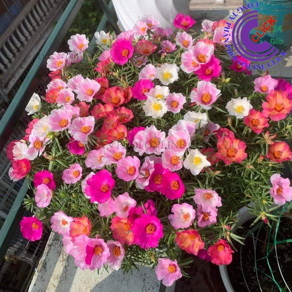 1 Ký Cành Giống Hoa Mười Giờ MỸ ĐƠN ĐỦ 7 MÀU Hoa To Nở Cả Ngày Cành Tơ Siêu Khỏe GIA DỤNG THÔNG MINH PKM