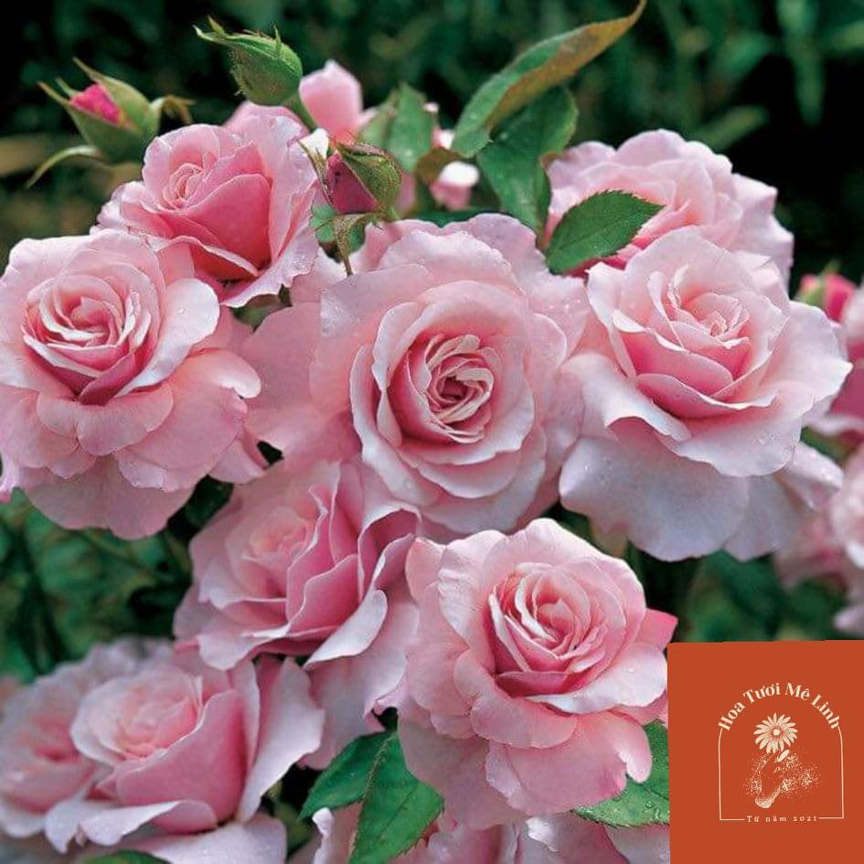 Hoa hồng leo Our Lady of Guadalupe HỒNG NHẠT- bầu to cây lớn trưởng thành