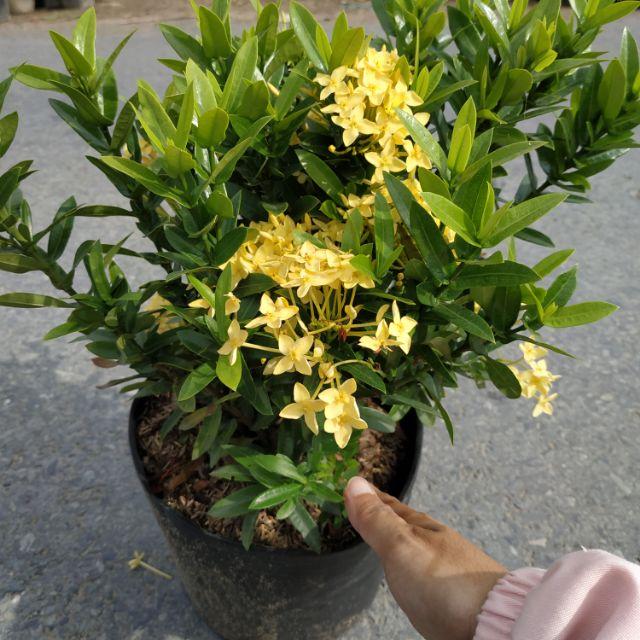 Hoa trang vàng lá nhỏ -hoa đơn bỉ vàng lá nhỏ - cây giống