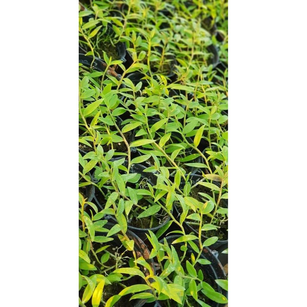 Thiên cung lữ bố 10.2019