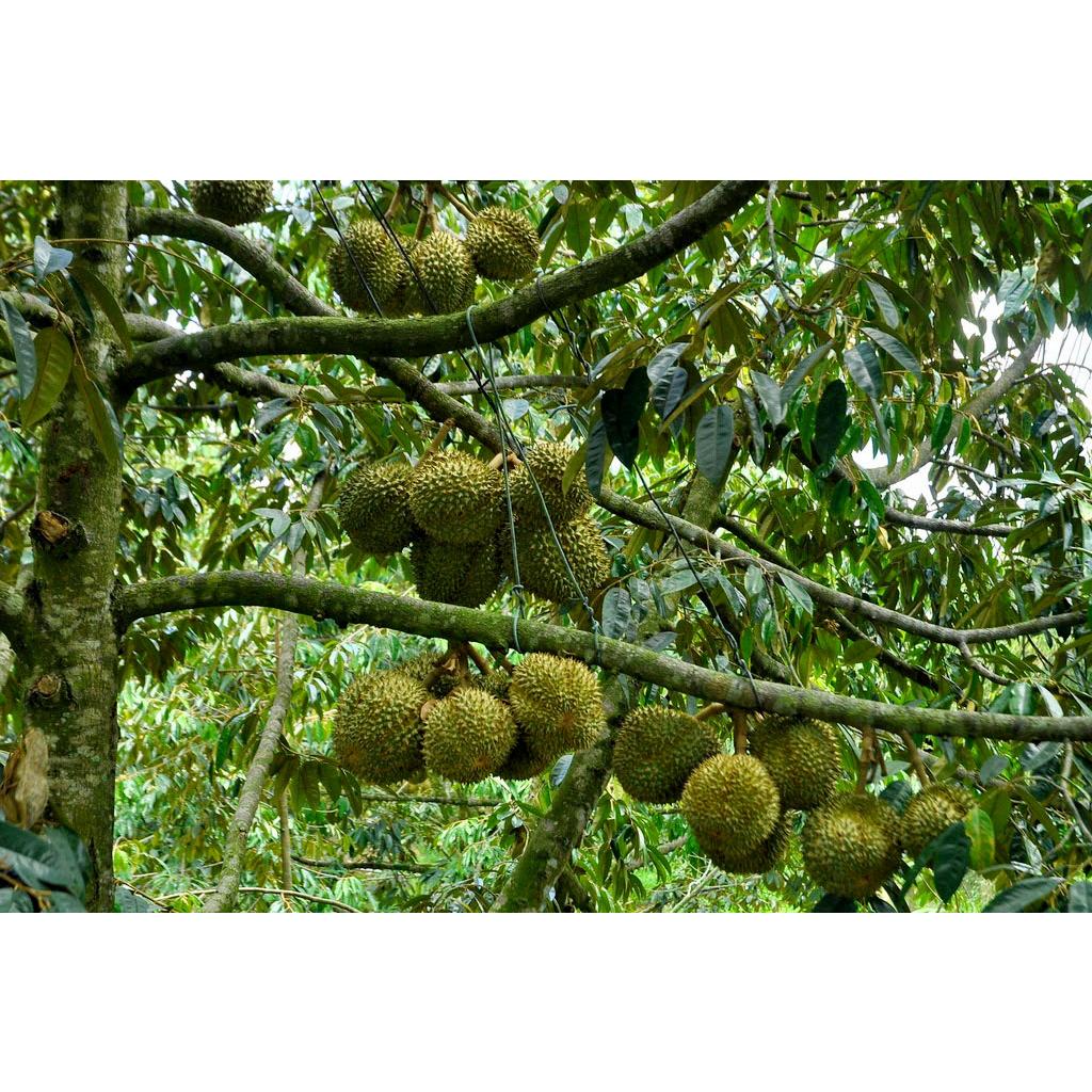 CÂY Giống sầu riêng Black Thorn