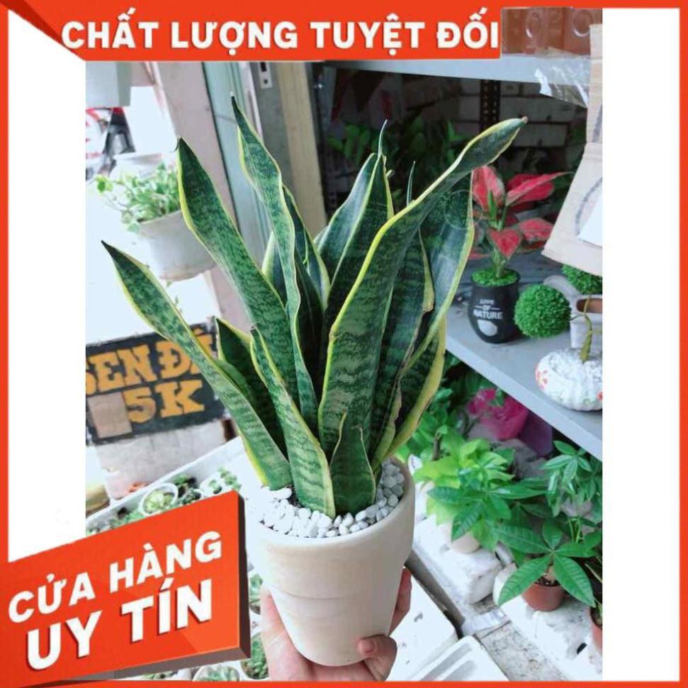 Chậu lưỡi hổ vằng Nhiều Người Mua