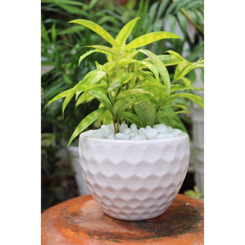 Chậu sứ Trúc Huy Hoàng