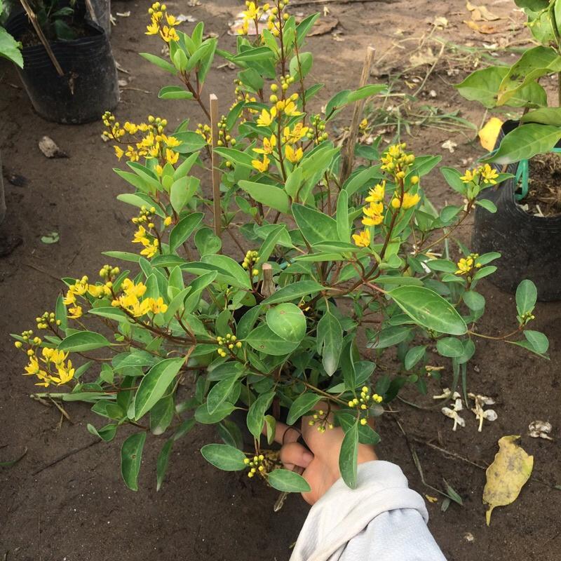 Cây kim đồng trồng bịch đen cao 25-30cm cây đã có hoa và nụ