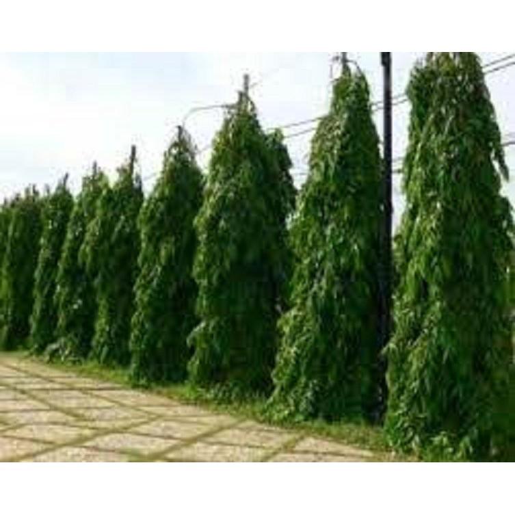 Cây giống'' Hoàng Nam'' .Giá tốt, chất lượng