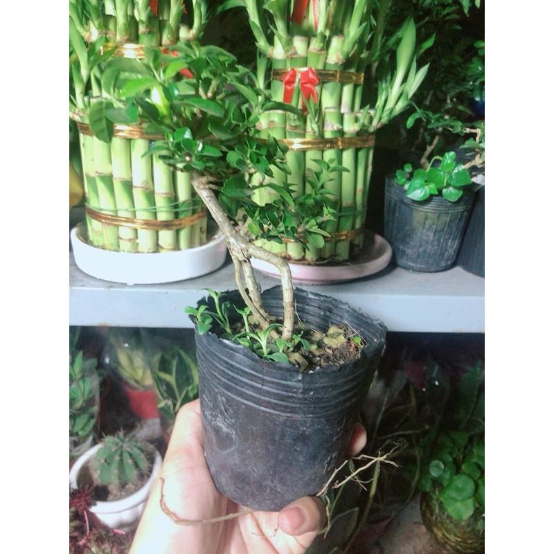 Cây Sam Hương Bonsai