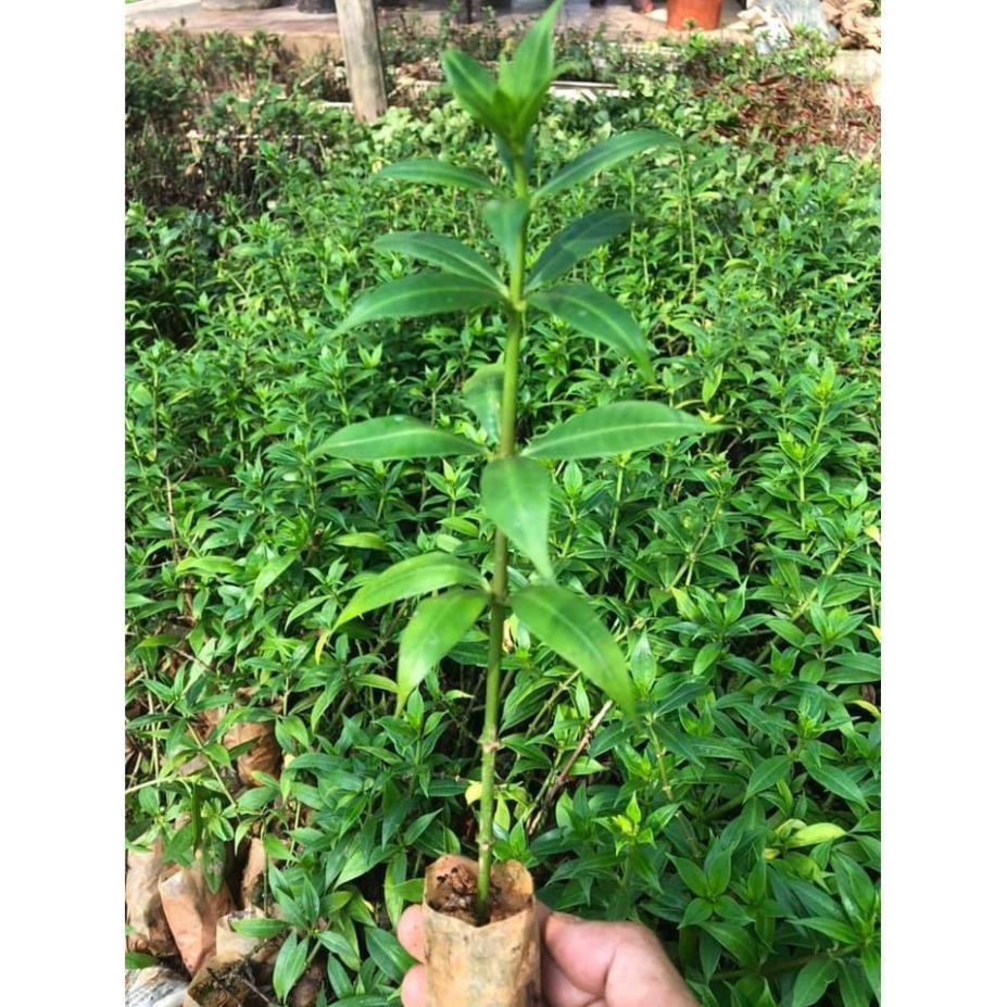 CÂY GIỐNG CÂY ĐÀO TIÊN , CAM KẾT CHUẨN GIỐNG