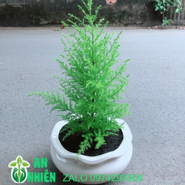 Chậu Cây Tùng Thơm