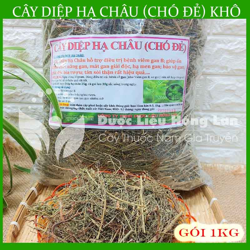 Cây Diệp Hạ Châu (Cây Chó Đẻ) khô 1kg