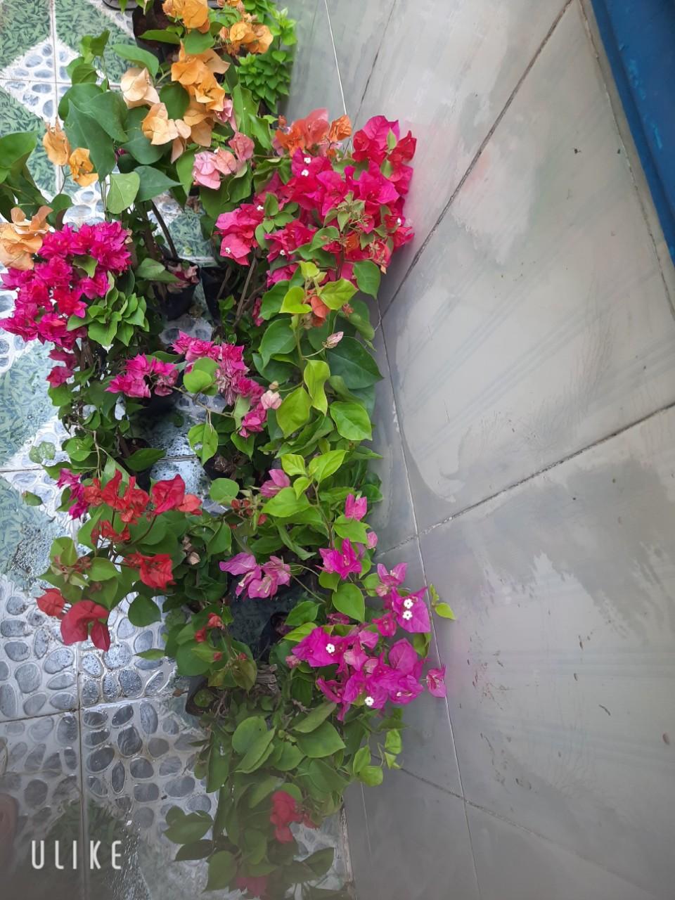 CÂY BÔNG GIẤY VIỆT ĐANG NỤ ĐANG HOA - giấy thường- cao 40cm hình thật