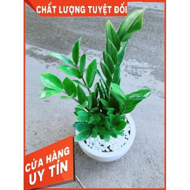 Chậu Kim Tiền