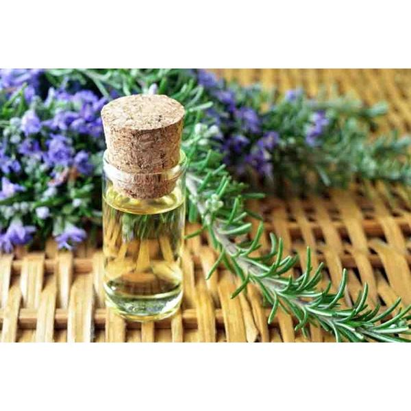 CÂY GIỐNG HƯƠNG THẢO chậu to như hình *