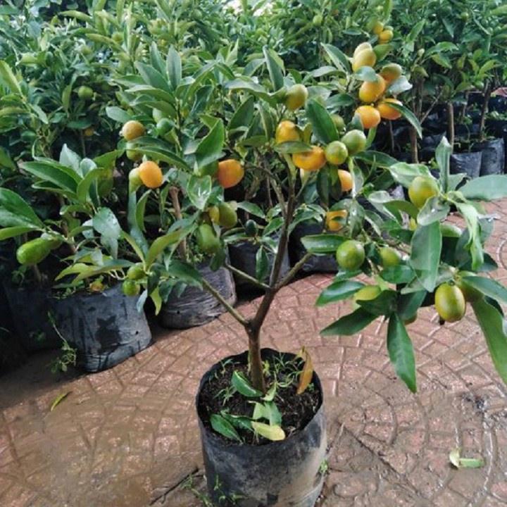 CÂY GIỐNG QUẤT NGỌT