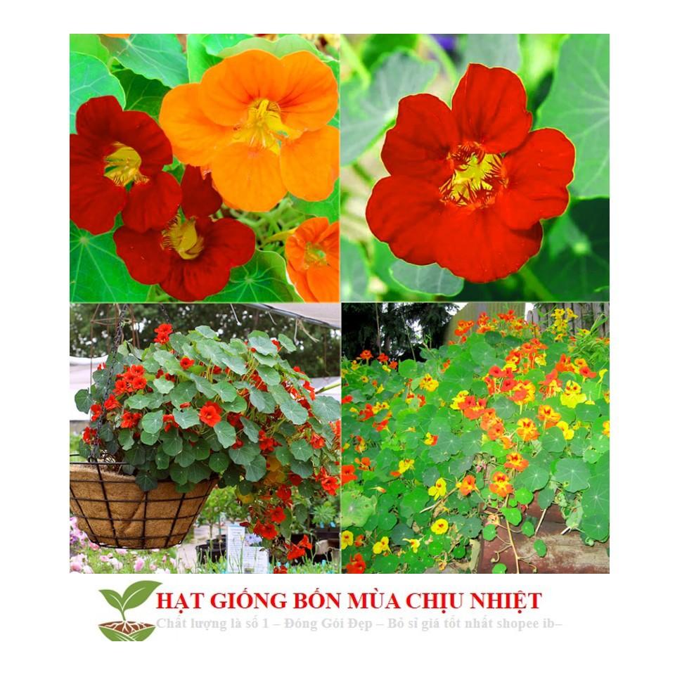 Hạt Giống Hoa Sen Cạn - 5 Hạt