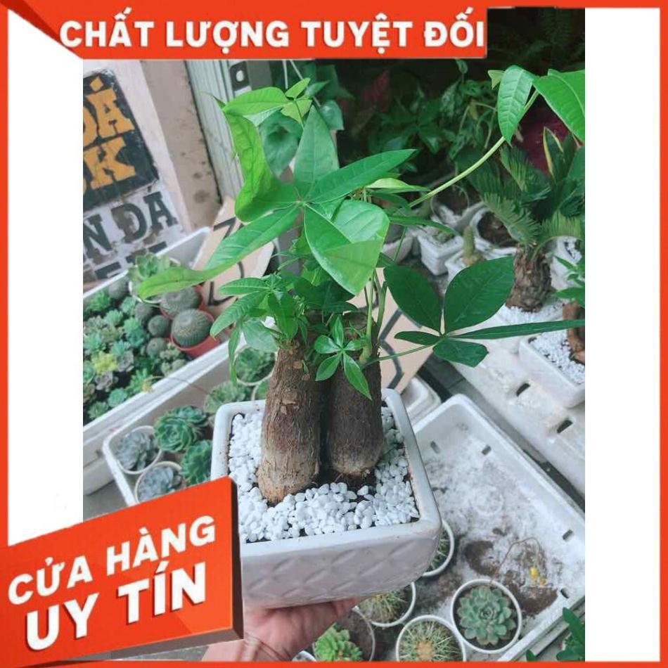 Chậu kim ngân 3 thân Nhiều Người Mua