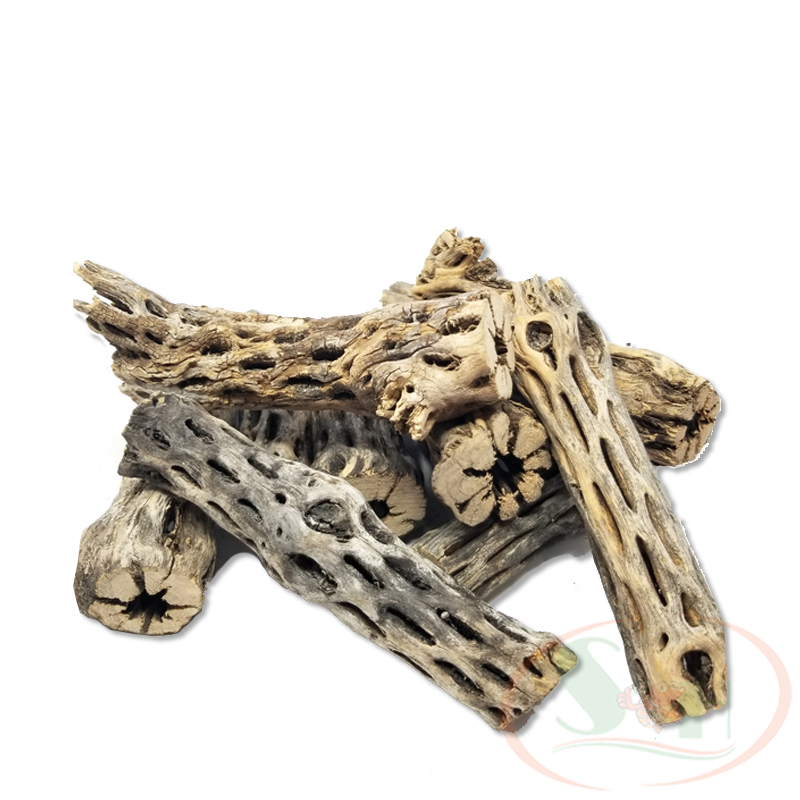 Lũa cholla cactus wood xương rồng staghorn teddy bear đồ chơi trang trí bể cá tép - size L - Dài 15 cm