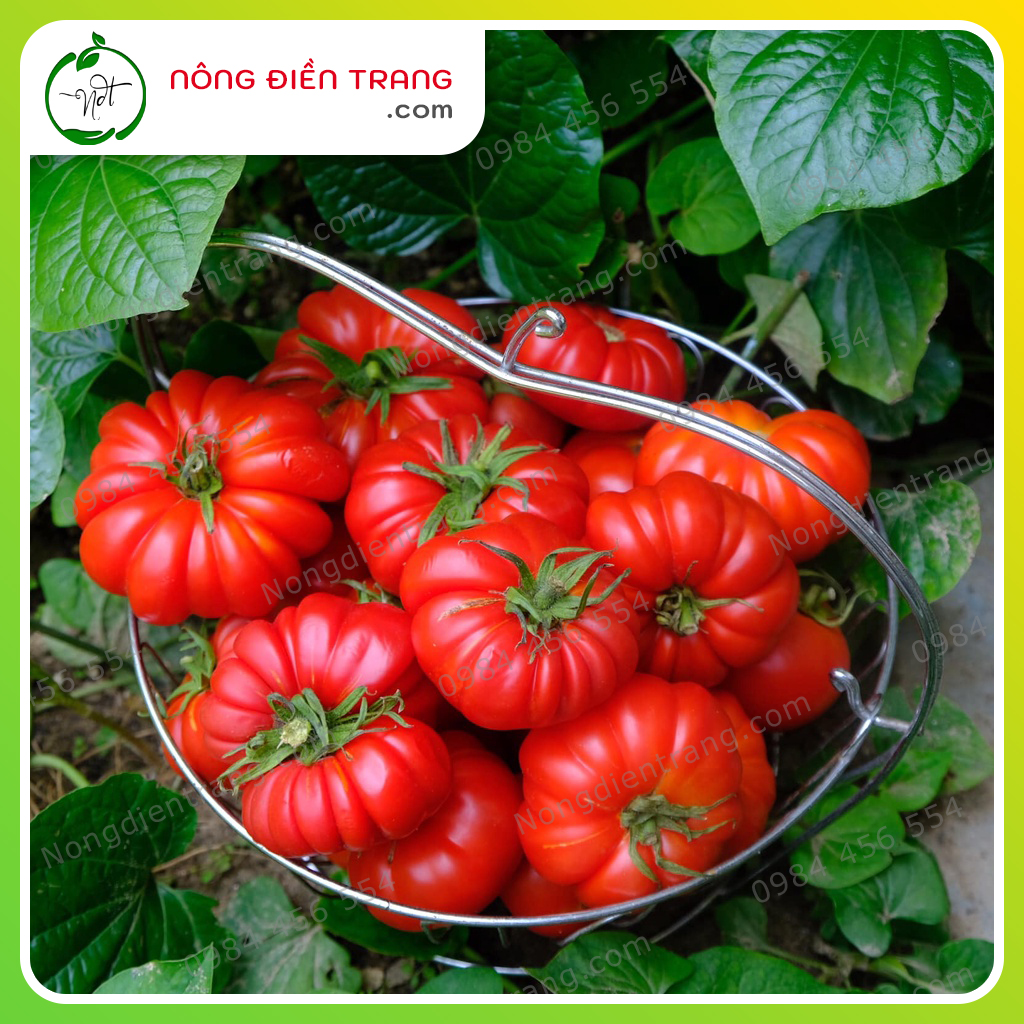 Hạt Giống Cà Chua Cạnh Phú Nông - Gói 0.1g - Cà Chua Múi Quạt Khổng Lồ SInh Trưởng Khỏe, kháng Bệnh Tốt VTNN Nông Điền Trang