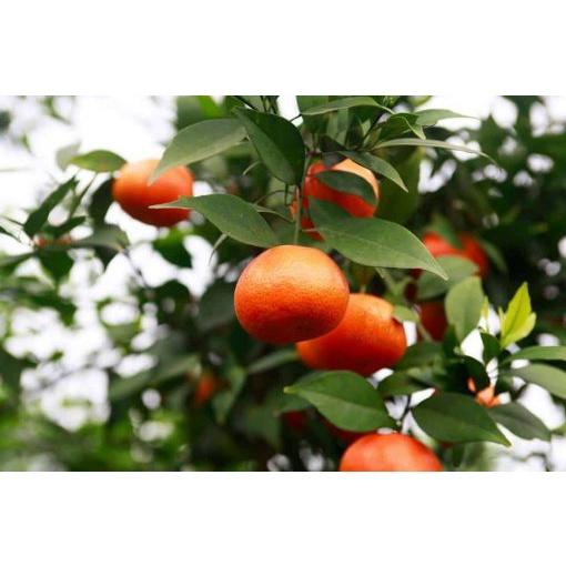 CÂY GIỐNG CAM MẬT