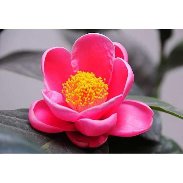 HOA HẢI ĐƯỜNG ĐỎ - BẦU CÂY SIZE NHỠ + Tặng 01 cây dâu da đất