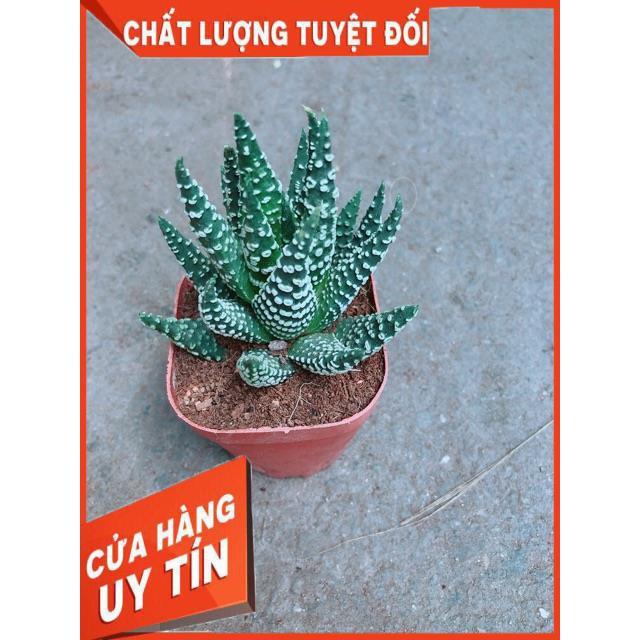 Xương Rồng Móng Rồng