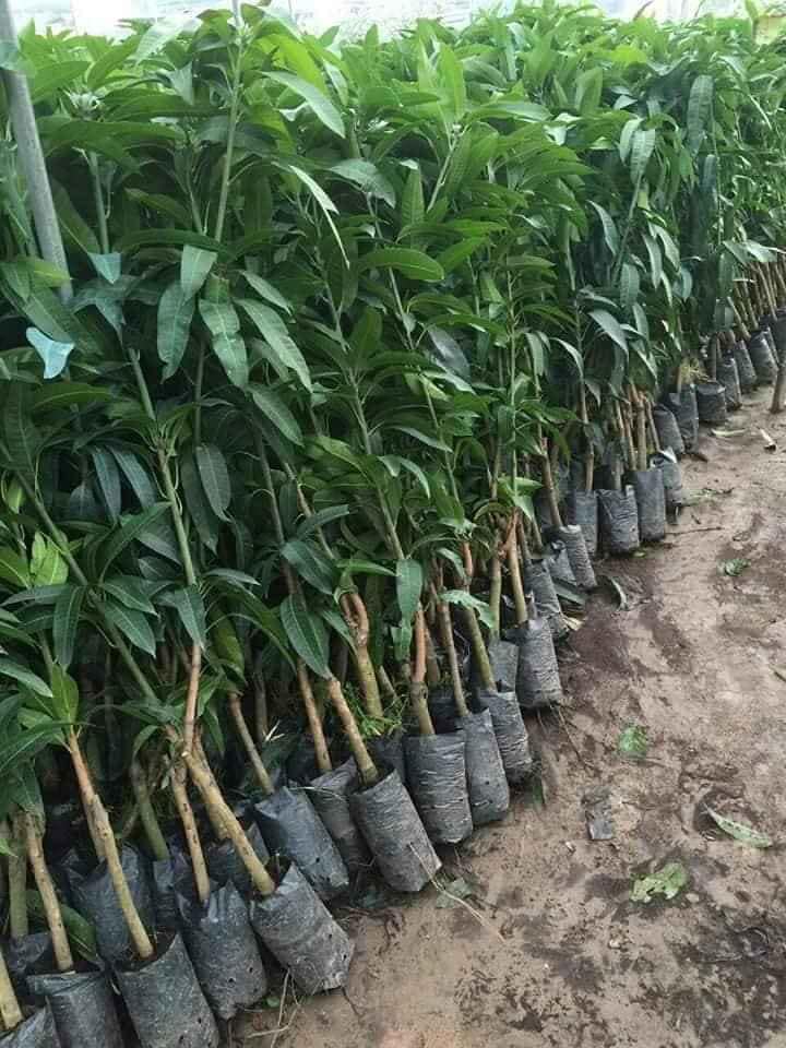Cây giống xoài thái giòn