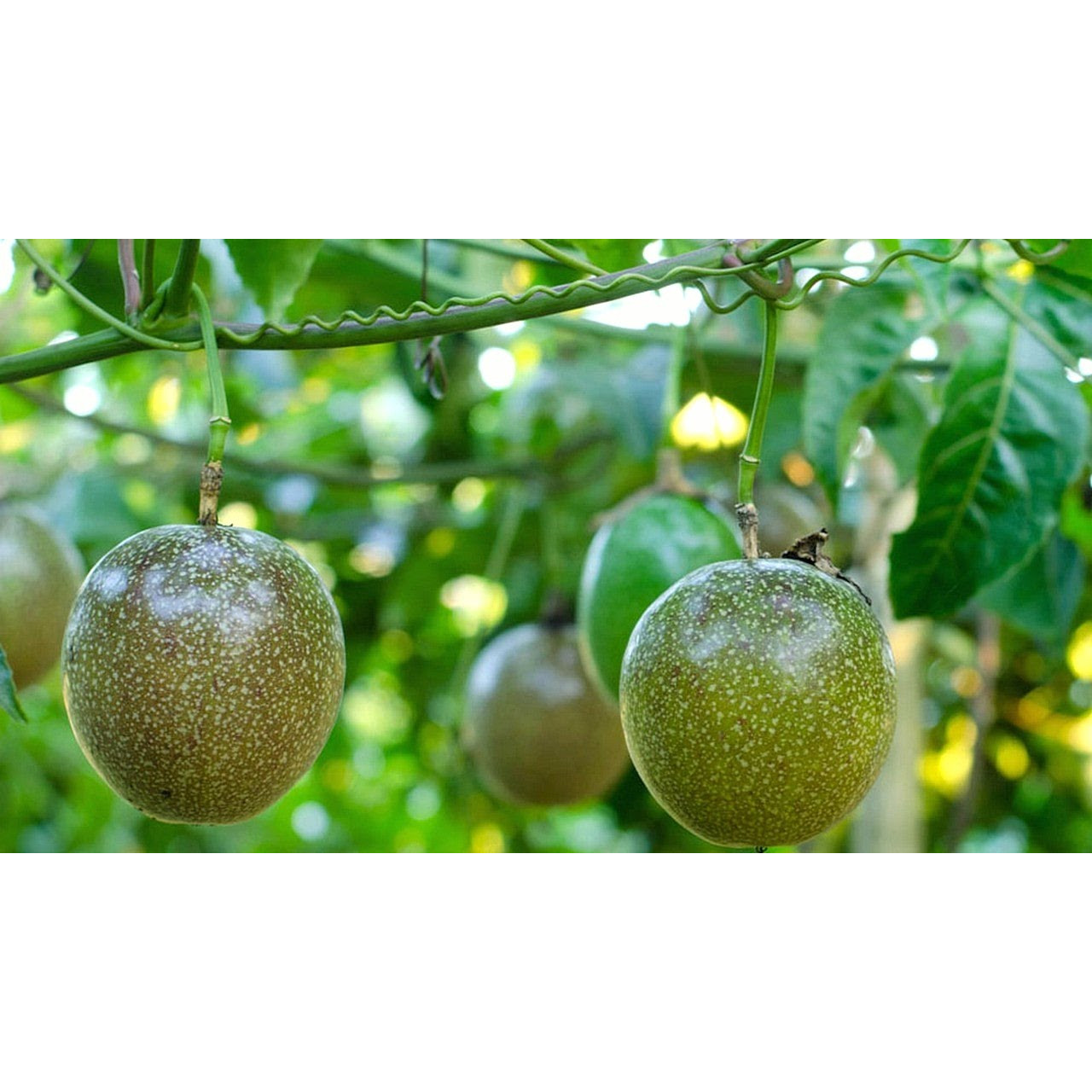 1 gam hạt giống chanh dây