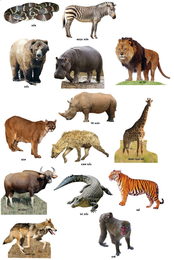 Bộ học các loài thú rừng (động vật trong rừng có đế kê), giáo cụ mầm non