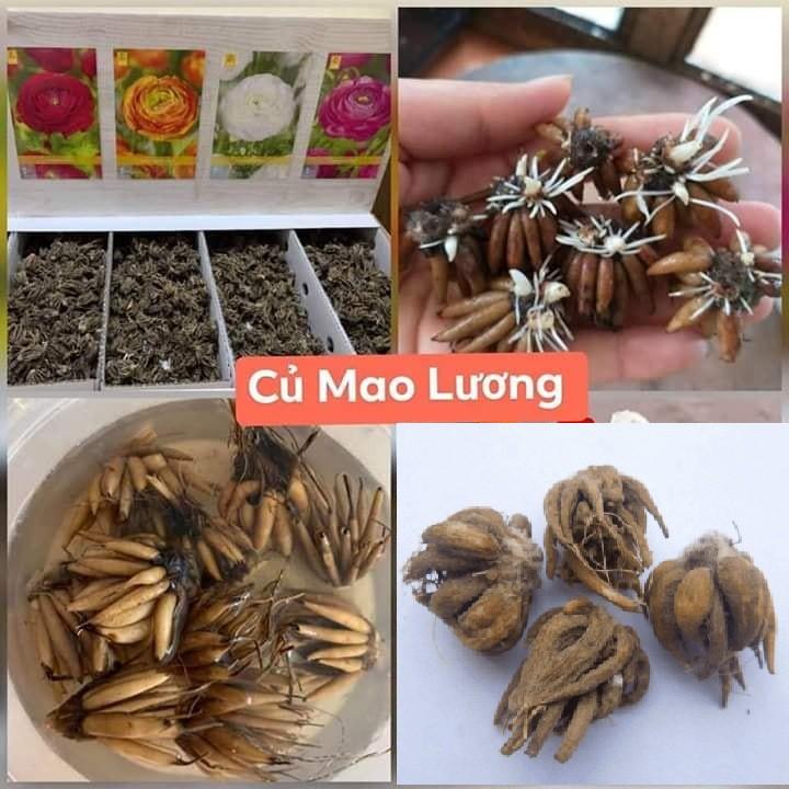 Combo 5 củ hoa hồng mao lương nhiều màu ( kèm 5 viên nén ươm củ )