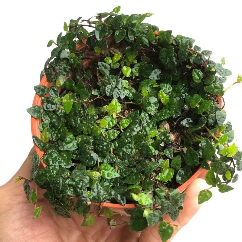 Vảy ốc mini, vảy ốc Minima dùng set bể terrarium, bán cạn