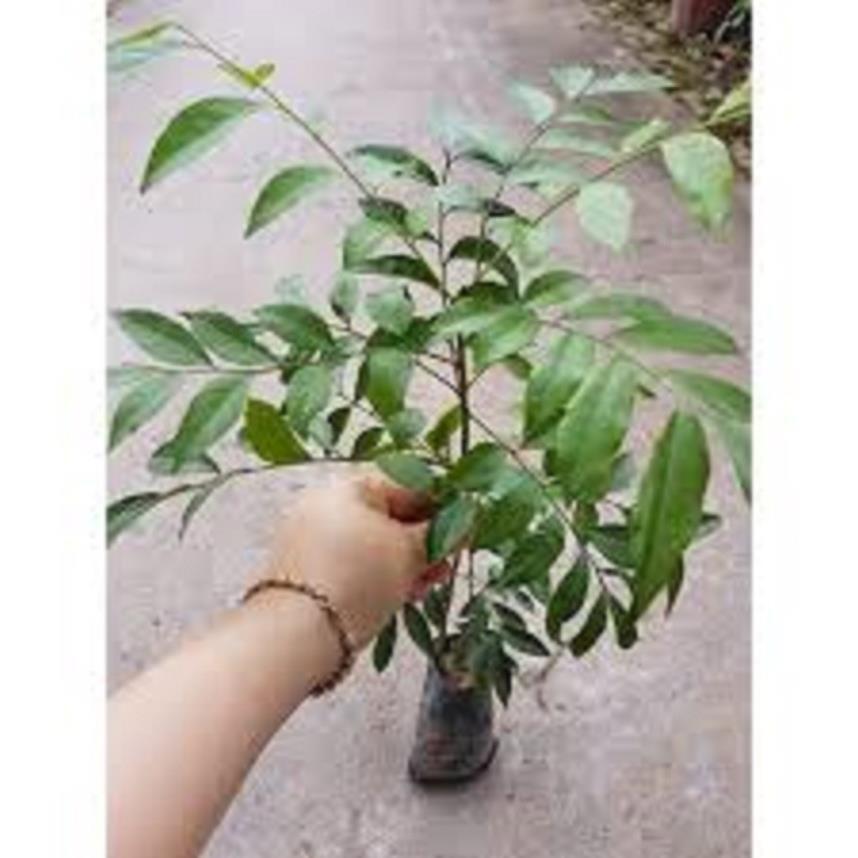 CÂY GIỐNG MÓC MẬT - CÂY LÀM GIA VỊ CỦA VÙNG NÚI