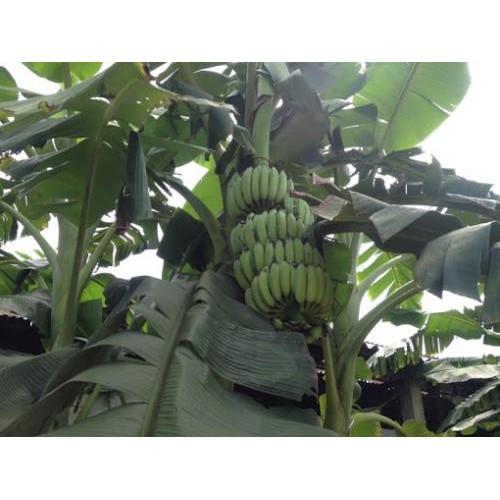 COMBO 05 Cây giống CHUỐI TÂY THÁI ngọt thơm - hàng cây giống CHUẨN F1