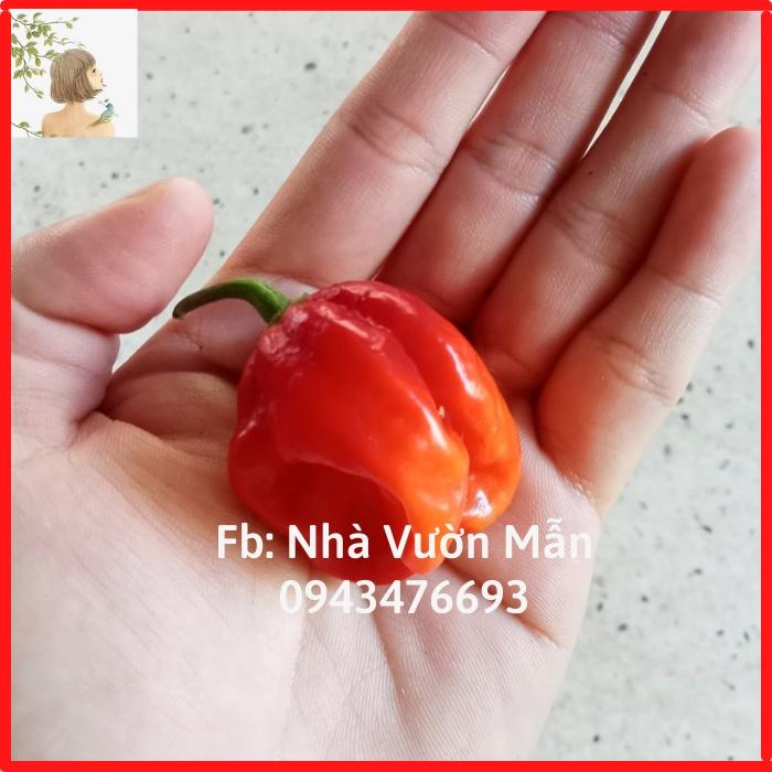 5 Hạt Giống Ớt Habanero Red Siêu Cay