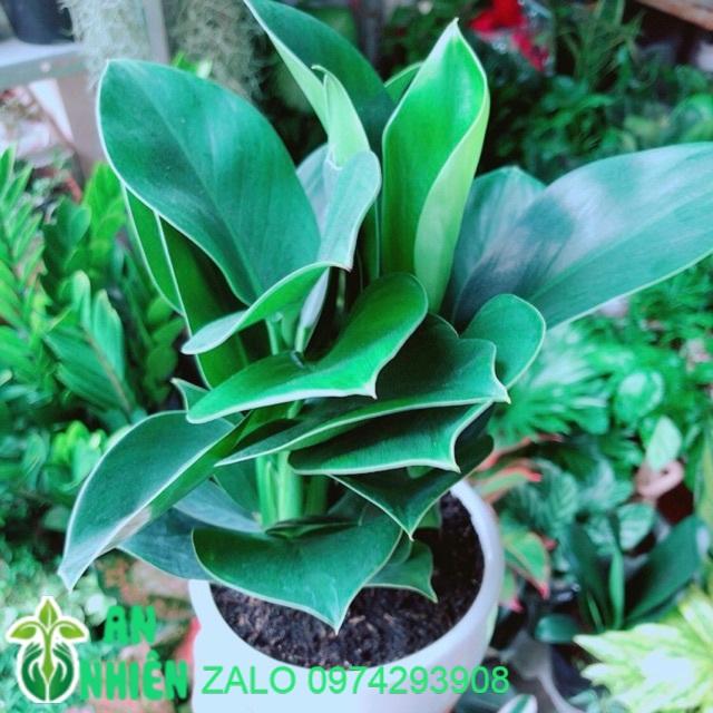 Chậu Cây Đế Vương Xanh