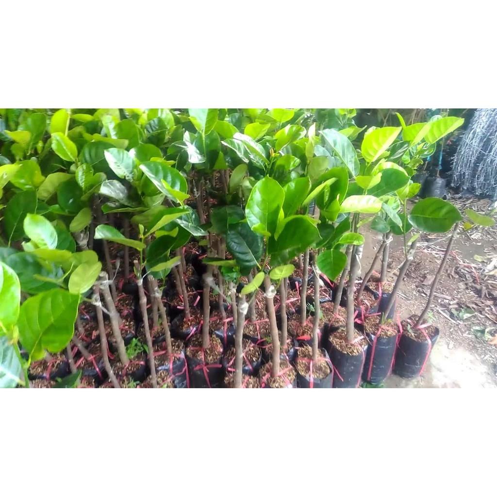 Cây giống mít ruột đỏ