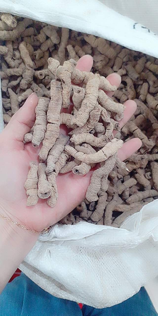 Đặc Sản Kon Tum - Ba Kích Tím Loại Khô Sạch Đã Tách Lõi Đóng Gói Hút Chân Không - Gói 1Kg - OCOP 3 Sao