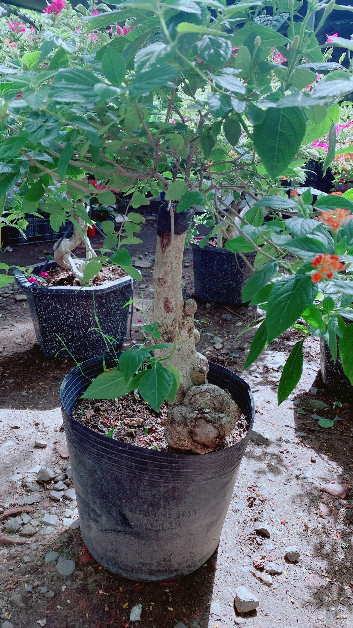 Cây Trâm Ổi Gốc Đẹp