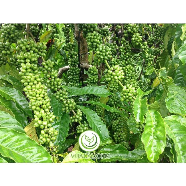 1 KG HẠT GIỐNG CÀ PHÊ TRS1 .